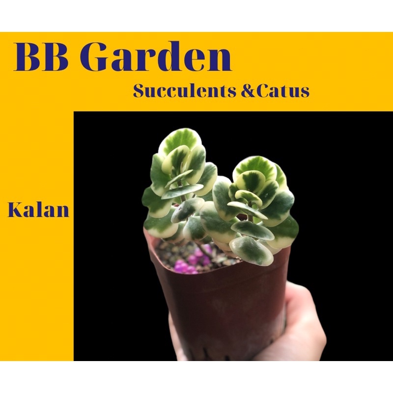 SEN ĐÁ BƯỚM NHỎ VAR (Kalanchoe)
