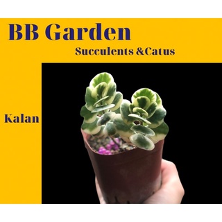 Sen đá bướm nhỏ var