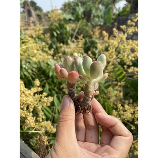 Sen đá sỏi Hồng cam gốc thụ mini