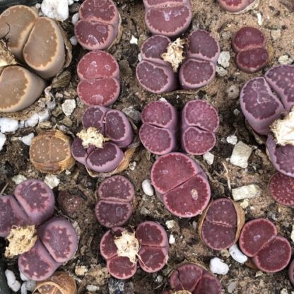 Mua 10 tặng 1- LITHOPS TÍM DÒNG SATO'S VIOLET, SEN ĐÁ MÔNG TIM SIZE 1-1,5CM