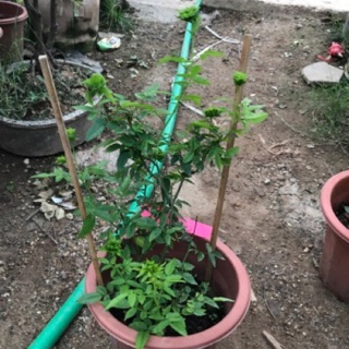 Hoa hồng xanh jane green và xanh trứng