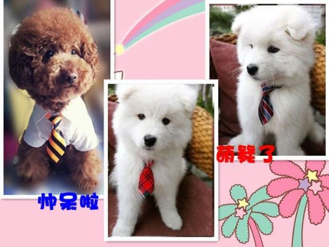 Vòng cổ gắn cà vạt dễ thương cho thú cưng / chó / cún / mèoo