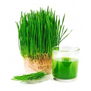 1kg Cỏ Lúa Mạch, dễ trồng, dinh dưỡng tốt cho sức khỏe.