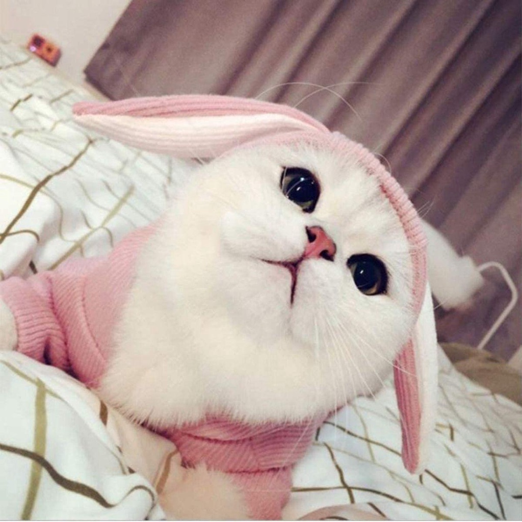 Áo Hoodie Tai Thỏ MềM MạI Cho Thú Cưng