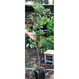 Cây Cà Na cao 120cm -150 cm