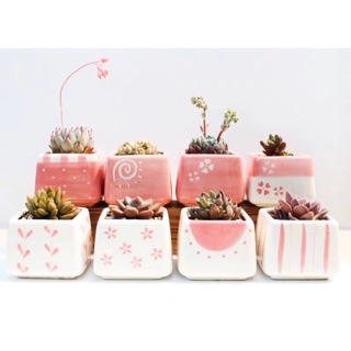 Chậu cây mini siêu xinh ạ combo theo hình