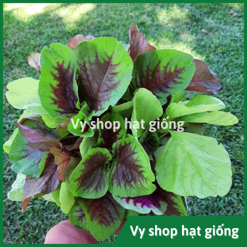 Hạt giống rau dền tía  lá to Thái Lan gói 13.300 hạt