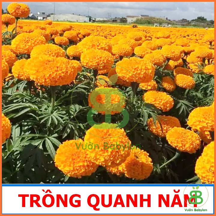 Hạt Giống Cúc Vạn Thọ Pháp Lùn Cam Đậm 0,1G