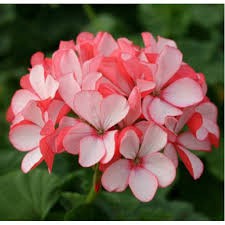 [GIÁ GỐC] Hạt giống hoa Phong Lữ Thảo nhiều màu - 10 hạt