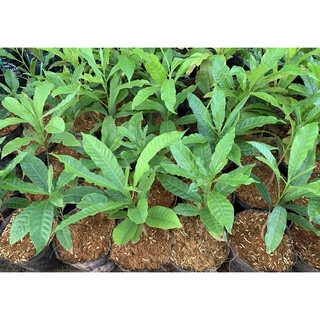 Vú Sữa Hoàng Kim 20cm