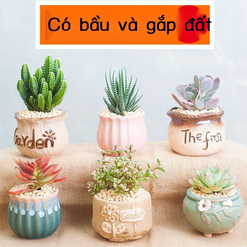 Cây mọng nước kết hợp trồng trong chậu rất tốt để nuôi Yulu bùi với hoa bằng đất văn phòng xanh