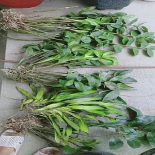 Hoa lan kiều vuông( cây đẹp,tết cho hoa)