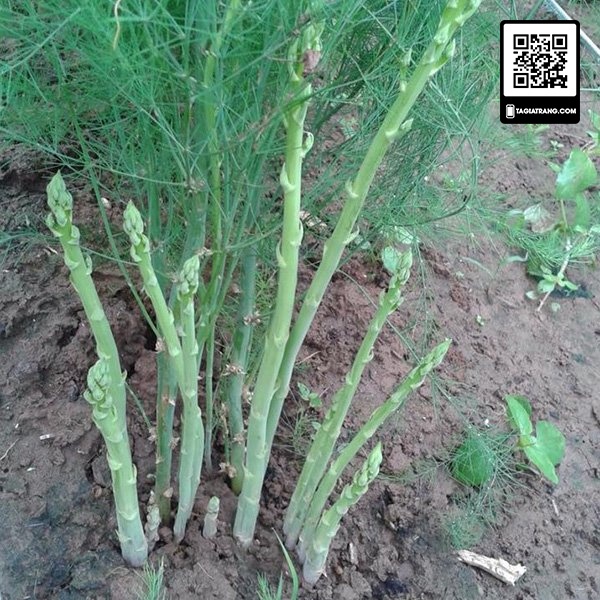 1Kg Hạt giống măng tây xanh