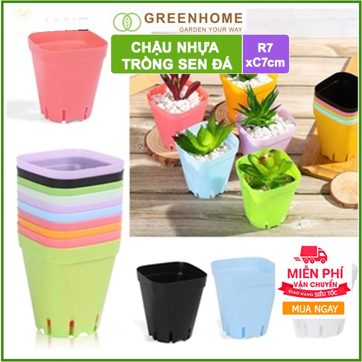 [Freeship 70K] Bộ 5 Chậu nhựa trồng sen đá ,xương rồng, 7x7cm, màu sắc hiện đại