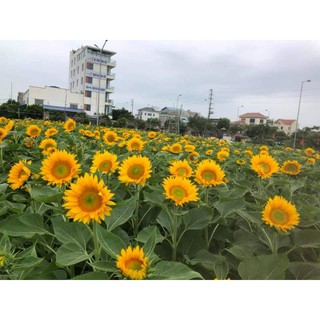 200 hạt hoa Hướng Dương SAKATA Nhật Bản - Rau củ quả trồng tại vườn, sân thượng, nông trang, ban công