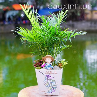 CÂY CAU TIỂU TRÂM ( cÂY PHONG THỦY )