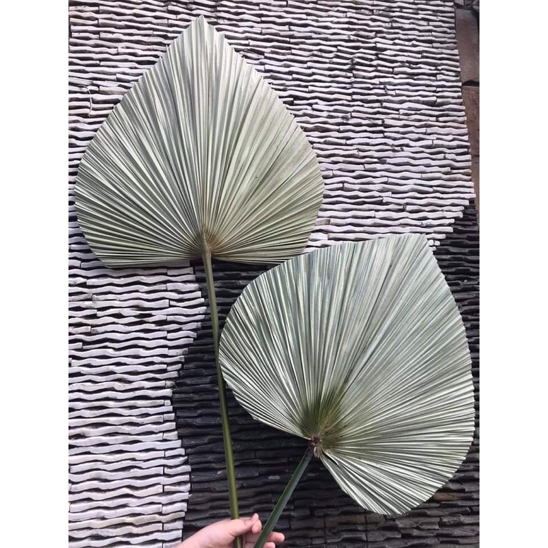 Lá cọ khô ( chuyên sỉ sll)