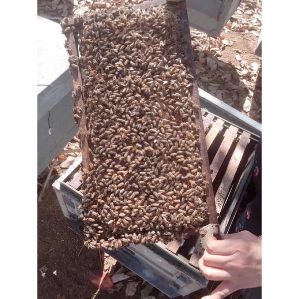 MẬT ONG HOA CÀ PHÊ NGUYÊN CHẤT 100%