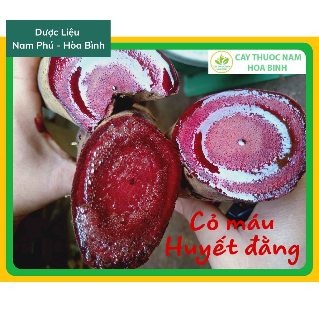 1Kg Cỏ Máu tăng cân giá SỈ sạch, chuẩn hỗ trợ bổ huyết tăng cân