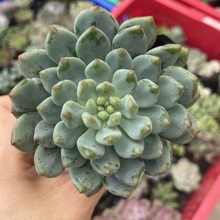 Sen đá sỏi xoáy xanh