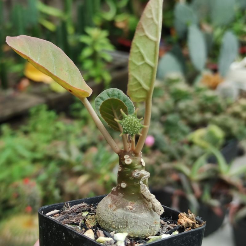 Cây mặt trời - Size chậu 7cm - Thân củ xinh xắn