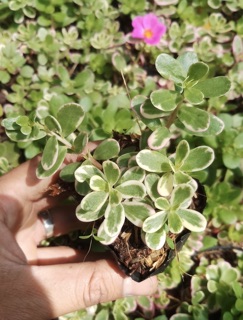 Hoa sam thái - 10 giờ thái