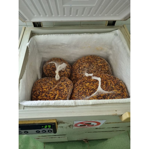Nhộng tằm cấp đông - freeze silkworm