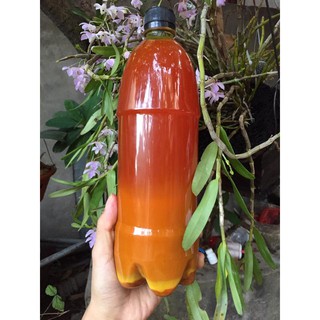 CỐT GỪNG NGHỆ HẠT GẤC