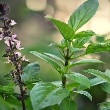 Rau Quế Lá To (10g), Hạt Giống Hún Quế