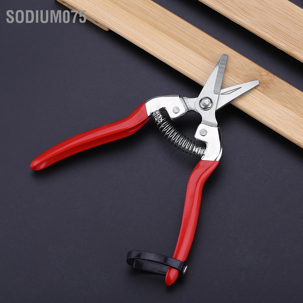Có thể bán buôn  1Pc Sturdy Fruit Tree Bonsai Gardening Cắt tỉa Shear Garden Scissors Pruner Tool Curved Blade Sodium075 Hàng giao ngay