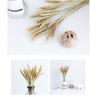 Lúa mạch khô màu tự nhiên trang trí, decor để bàn