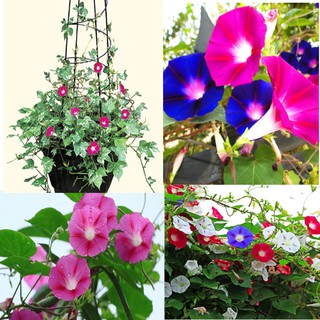 30 hạt giống hoa triệu chuông nhiều màu thân leo