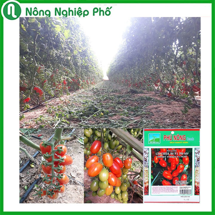 Hạt giống cà chua bi F1 Thái Lan PN99 Phú Nông - Gói 0.1 gram