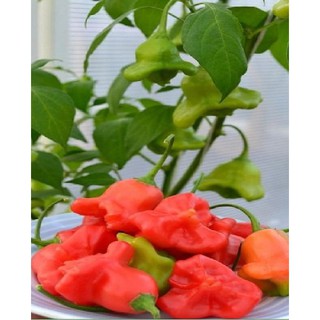 Hạt giống ớt chuông gió ( ớt hoa hồng ) 20 hạt