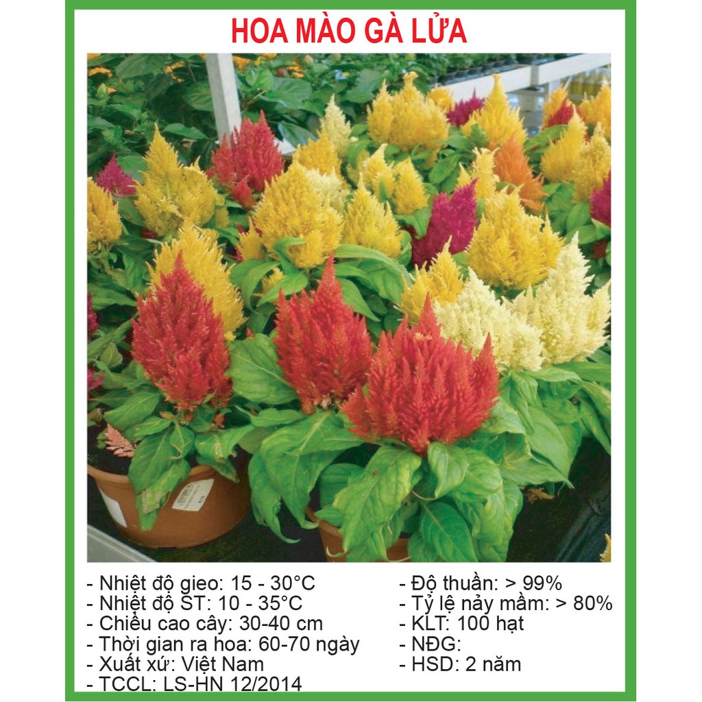Hạt Giống Hoa Mào gà Lửa Mix 100 Hạt/ Gói