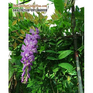 CÂY HOA LEO TỬ ĐẰNG TÍM