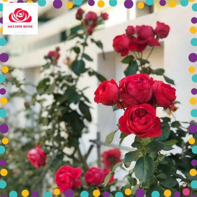 Hoa Hồng Leo Pháp Red Eden Màu Đỏ Tươi-Vườn Hoa Melinhrose