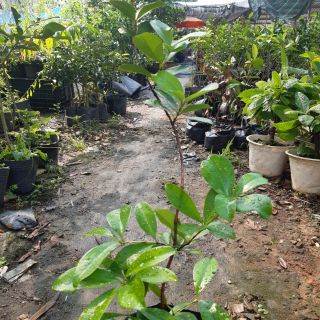 Cây cherry brazil giống