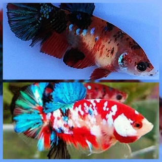 1 Cặp betta koi red galaxy ( 1 trống 1 Mái )