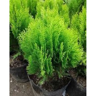 Cây Trắc Bách Diệp ( cây thuộc bài )