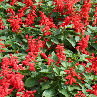 20 HẠT GIỐNG HOA XÁC PHÁO ĐỎ