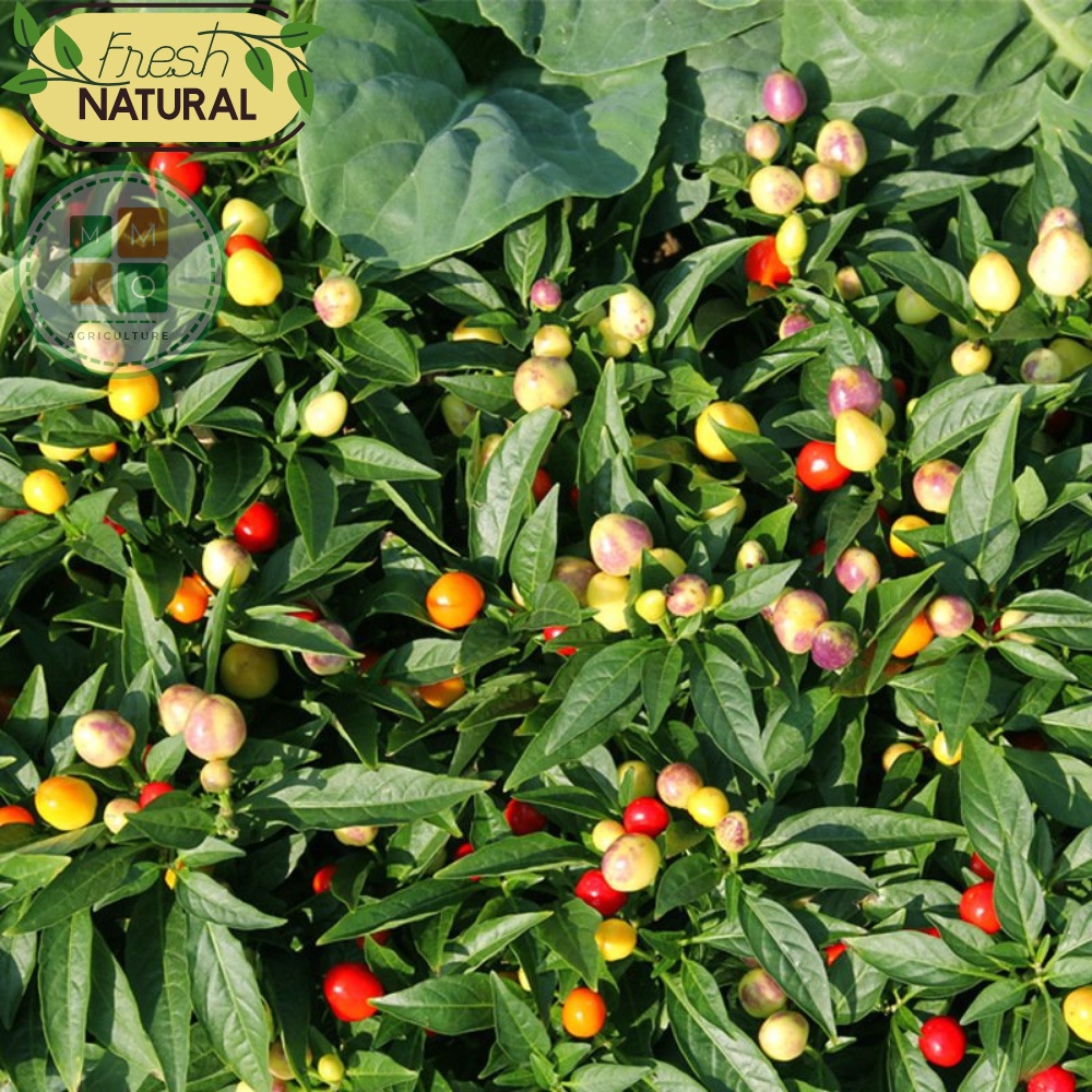 Hạt giống ớt tiêu ngũ sắc siêu quả