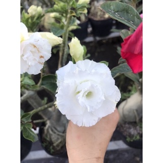 Cây hoa sứ trắng+ Tặng phân bón