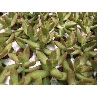 Sen đá đá cam size mini (cây vỉ)