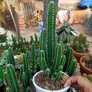 Xương Rồng Thanh Sơn