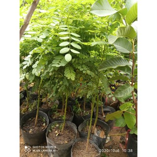 CÂY GIỐNG CÂY HOA HÒE (HÒE HOA) SIZE LỚN