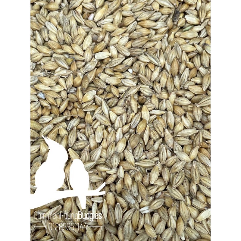 1kg hạt đại mạch (Barley Seed) dinh dưỡng cho Pet.