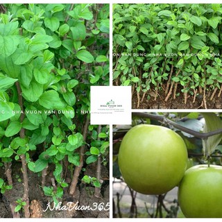 Cây giống táo đại trai thu hoạch cho quả to, giòn và ngọt (ảnh thật cây giống có sẵn tại vườn)