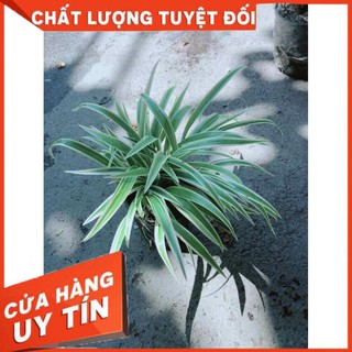 Cây Lan Chi Nhiều Người Mua (Dây Nhện)