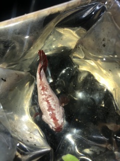 BETTA RỒNG ĐỎ ( mái )